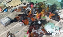 Cảnh sát nổ súng phá trường gà ở miền Tây
