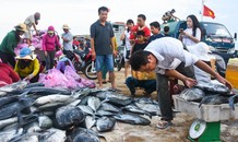 Cận cảnh mẻ cá bè, đỏ củ trị giá hơn nửa tỷ ở cảng Lý Sơn