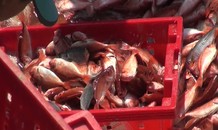 Trúng đậm cá đỏ ở Hoàng Sa, ngư dân thu hàng tỷ đồng