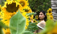 Vườn hoa hướng dương nở rộ trong công viên lớn nhất Sài Gòn
