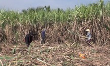 Hàng nghìn ha mía ở Long An bán không ai mua