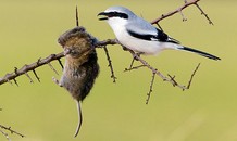 Loài chim đồ tể chuyên xiên con mồi qua gai nhọn để xẻ thịt