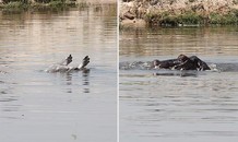 Hà mã mẹ đuổi bầy cá sấu sông Nile để bảo vệ xác con