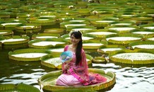 Khách Trung Quốc đổ xô vào vườn thực vật, ngồi lá sen khổng lồ