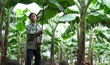 Trồng chuối trên đá núi lửa doanh thu gần 600 triệu mỗi năm