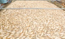Hơn 600 tấn cá trên sông Đồng Nai chết vì mưa lũ