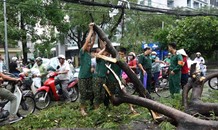 Hàng loạt cây xanh bật gốc sau trận mưa lớn ở Hà Nội