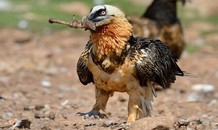 Cách ăn xương thông minh của kền kền