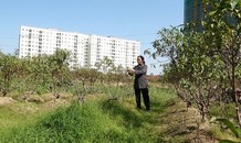 Vì sao hàng nghìn gốc đào tại Hà Nội bị vàng lá, chết khô trước Tết?