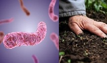 Mẫu đất tại gia đình có 3 trẻ chết chứa khuẩn Whitmore