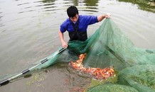 Tất bật chốn 'sản xuất siêu xe' cho ông Công, ông Táo