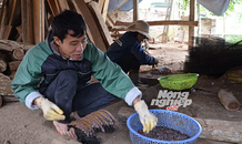 Đi xem kích giun từ A đến Z, 'nghề mới' kiếm tiền nhưng hại môi trường