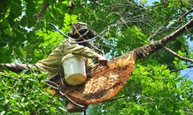 Ớn lạnh cảnh thợ trèo lên cây cao chót vót lấy mật ong ở miền Tây