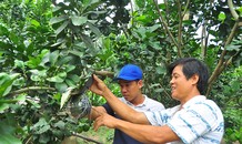 Trái cây độc, lạ rục rịch chờ tết