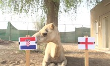 ‘Tiên tri’ lạc đà dự đoán cực sốc về bán kết Anh – Croatia