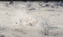 VIDEO: Sư tử đực vô tình cứu lợn rừng thoát khỏi ‘tử thần’