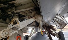 Tiêm kích F-35B đâm vào chim khiến Mỹ thiệt hại hàng triệu USD