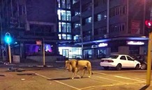 Đàn sư tử thường xuyên 'vi hành trong đêm' trên đường phố Ấn Độ