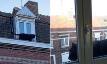 Đứng tim khi thấy báo đen đủng đỉnh đi dạo trên mái nhà giữa phố đông