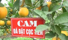 Cam 'tiến Vua' 100 ngàn/quả: Khắp Thành Vinh có tiền mua không nổi