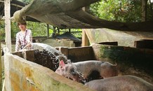 SAO VIỆT MÙNG 1 TẾT: Hari Won tắm cho heo ngày đầu năm