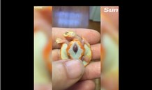 Kinh ngạc chứng kiến chú rùa “có trái tim đập ngoài lồng ngực”