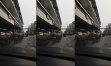VIDEO: Hà Nội tắc đường giờ cao điểm vì đàn trâu nghênh ngang giữa phố