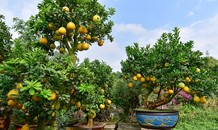 Mãn nhãn với vườn bưởi cảnh cổ thụ tiền tỷ được đại gia “săn” chơi Tết