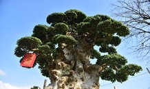 Đại gia chi 10 tỷ đồng không mua nổi cây duối cổ