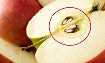 Ăn hạt táo độc khủng khiếp thế này mà nhiều người không biết