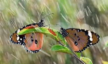 Vì sao bướm bay được trong mưa rào