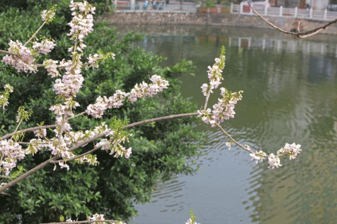 Đỗ mai khoe sắc mơ màng phủ trắng đền Thủy Trung Tiên