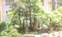 Cây khế 19 thân giá gần nửa tỷ đồng