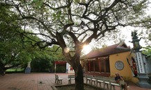 Ngắm 9 siêu cây 'đại cổ trường sinh' được xem như báu vật tại ngoại thành Hà Nội