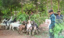 Nhiều mô hình dự án xóa đói giảm nghèo bền vững ở Tây Nguyên