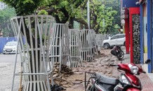 Lo ngại mất trộm, Hà Nội mặc 'áo giáp sắt' cho hàng sưa đỏ