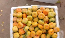 Thị trường 10/10: Ồ ạt thanh lý hàng xách tay, hồng giòn Trung Quốc lấn át hồng Đà Lạt