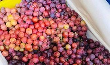 Thị trường ngày 15/10: Nho kẹo siêu rẻ bán tràn lan trên thị trường