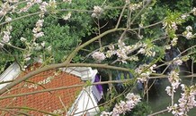 Ngỡ ngàng vẻ thơ mộng của ngôi đền ở hồ Trúc Bạch được hoa đỗ mai bao trùm