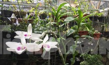 Tiết lộ bất ngờ về điều khoản đền bù của giới chơi lan đột biến 'trăm tỷ'