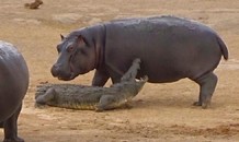 Đàn voi giải cứu cá sấu khỏi chú hà mã con 'tăng động'