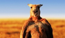 Kangaroo 'khiêu khích' chú công nhân đánh nhau