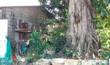 Bó tay với ba cây 'quái thú' bị bỏ rơi ở Huế