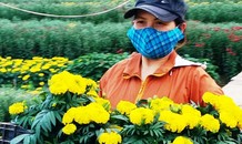 Xứ Huế bất ngờ bội thu… hoa