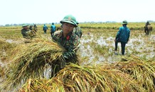 Hơn 700 cán bộ chiến sĩ Quân khu 4 xuống đồng, dân cảm kích vì lúa chín thoát úng ngập