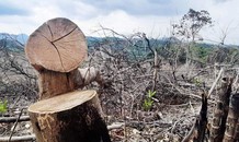TT-Huế: Rừng thượng nguồn sông Bồ bị phá, đốt tan hoang