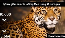 Sự suy giảm của các loài động vật trong 50 năm qua