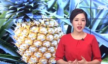 Mục sở thị loại dứa đắt nhất thế giới: 340 triệu đồng/quả