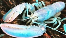 Tôm hùm màu kẹo bông gòn trăm triệu con mới có một Tôm hùm màu kẹo bông gòn trăm triệu con mới có một
