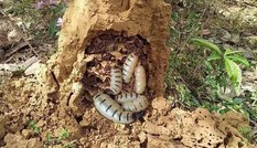 Côn trùng chúa đáng sợ: 'Thần dược', dân Hà thành săn ngâm rượu tẩm bổ